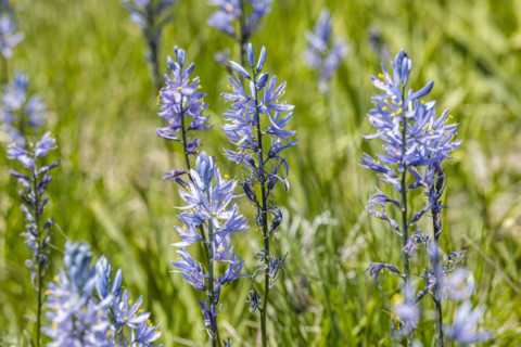 Close-up of Camas flowers (Camassia quamash) on Camas Prairie. Fairfield, Idaho, USA.