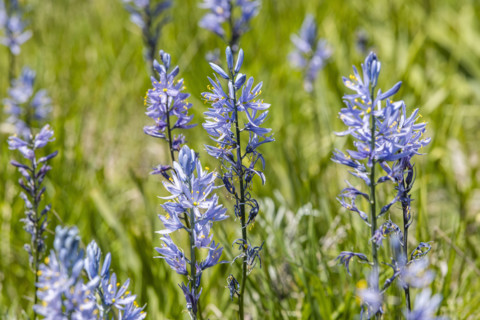 Close-up of Camas flowers (Camassia quamash) on Camas Prairie. Fairfield, Idaho, USA.