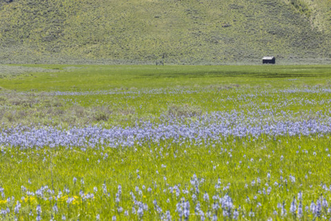 Camas flowers (Camassia quamash) on Camas Prairie. Fairfield, Idaho, USA.
