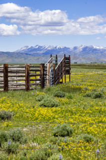 Cattle chute on Camas Prairie on sunny Spring day. Fairfield, Idaho, USA.