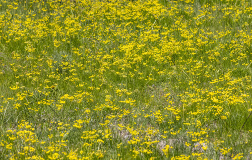 Camas flowers (Camassia quamash) and yellow wildflowers on Camas Prairie. Fairfield, Idaho, USA.