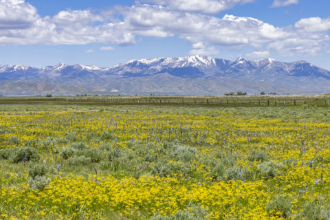 Camas flowers (Camassia quamash) and yellow wildflowers on Camas Prairie. Fairfield, Idaho, USA.