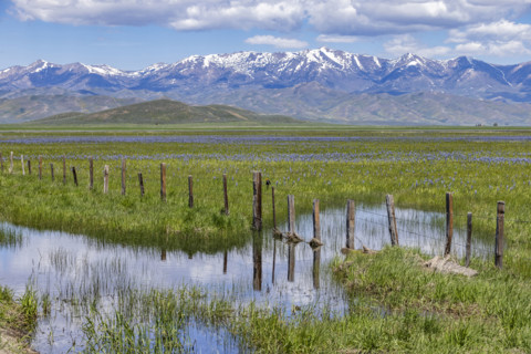 Camas flowers (Camassia quamash). Fairfield, Idaho, USA.