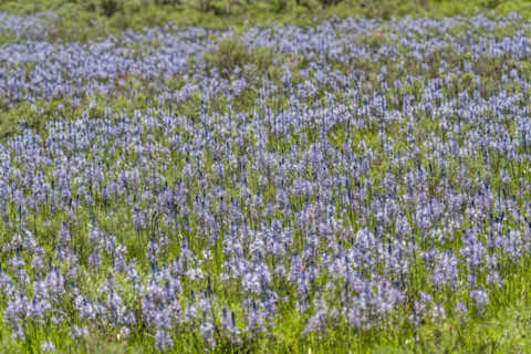 Camas flowers (Camassia quamash) on Camas Prairie. Fairfield, Idaho, USA.