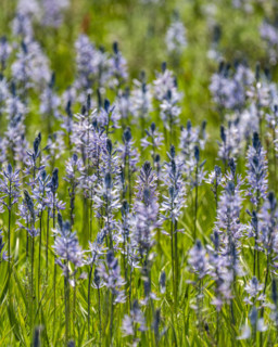 Close-up of Camas flowers (Camassia quamash) on Camas Prairie. Fairfield, Idaho, USA.