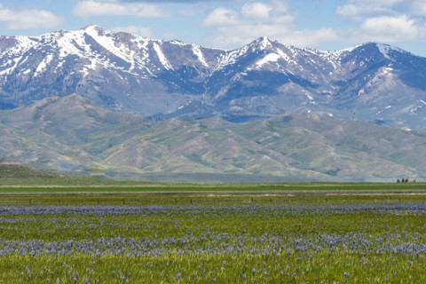 Camas flowers (Camassia quamash) on Camas Prairie. Fairfield, Idaho, USA.