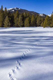 Animal tracks across pristine snow on sunny day. Sun Valley, Idaho, USA.