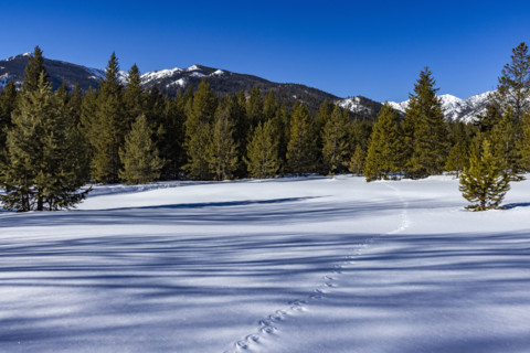 Animal tracks across pristine snow on sunny day. Sun Valley, Idaho, USA.