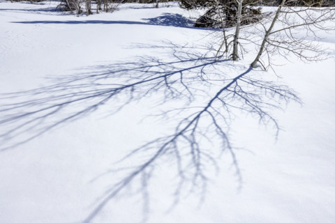 Shadows of aspen saplings on fresh snow. Sun Valley, Idaho, USA.