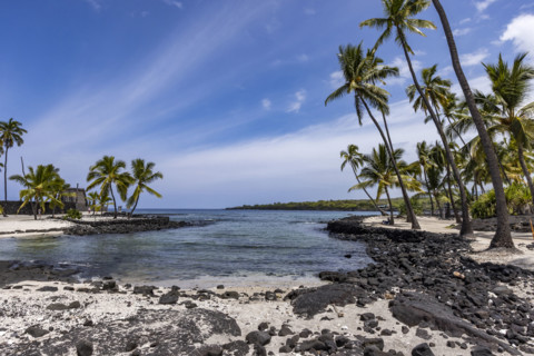 Palm trees on rocky beach. Kona, Hawaii, USA.