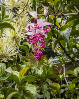 Tropical orchids growing in botanical garden. Kona, Hawaii, USA.