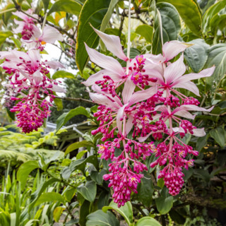 Tropical orchids growing in botanical garden. Kona, Hawaii, USA.