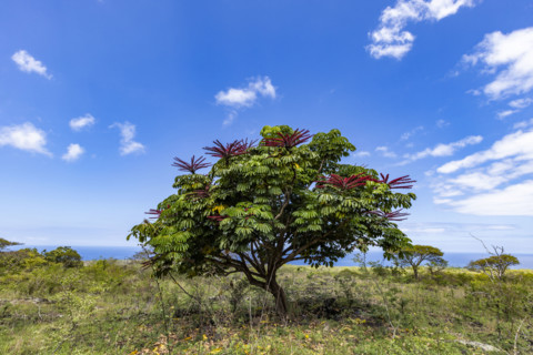 Flowering Australian umbrella tree (Heptapleurum actinophyllum) in landscape. Kona, Hawaii, USA.