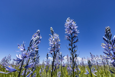 Low angle view of Camas flowers (Camassia quamash) on Camas Prairie. Fairfield, Idaho, USA.