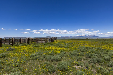 Cattle chute on blooming Camas Prairie. Fairfield, Idaho, USA.
