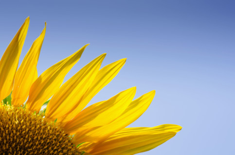 Close-up of sunflower against clear blue sky. Mendham, New Jersey, USA.