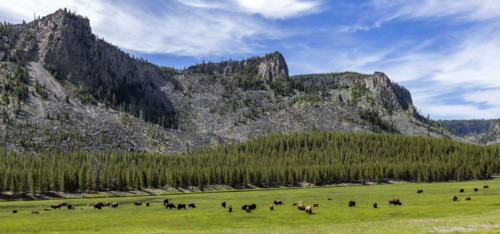 Bison herd grazing in grassy field. , Wyoming, USA.