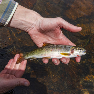 Mans hand holding wild trout before releasing. , Wyoming, USA.