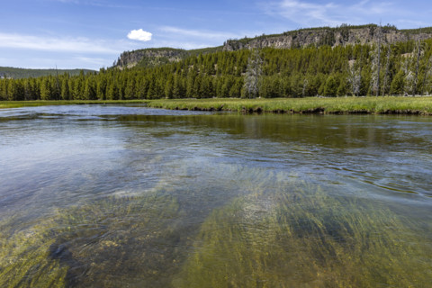 Firehole River calm water with aquatic plants. , Wyoming, USA.