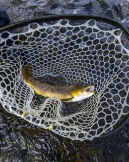 Wild trout in net before releasing. , Wyoming, USA.