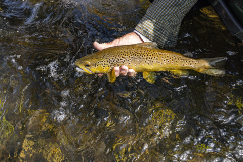 Close-up of fisherman cradles wild trout before releasing. , Wyoming, USA.