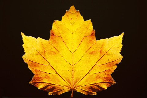 Studio shot of yellow maple leaf against black background. Chatham, New Jersey, USA.