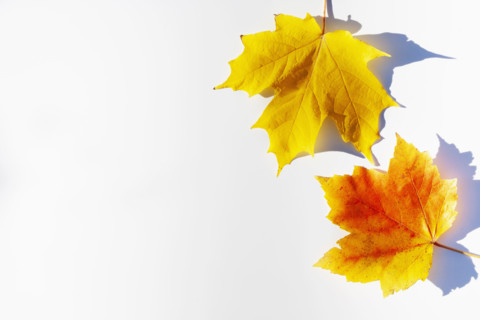 Sugar Maple and Red Maple leaves in fall color. Chatham, New Jersey, USA.