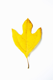 Studio shot of Sassafras leaf in fall color. Chatham, New Jersey, USA.