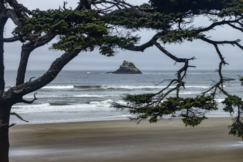 Offshore rocks seen through trees on beach. Cove Beach, Oregon, USA.