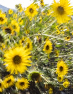 Close-up of sunflowers growing in field, motion blurred. Bellevue, Idaho, USA.