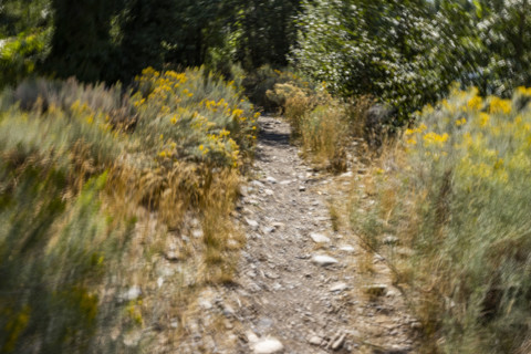 Walking path through summer trailside foliage, motion blurred. Bellevue, Idaho, USA.