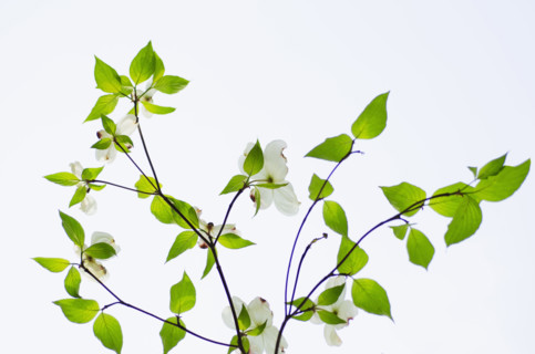 Studio shot of Dogwood tree branch. Morristown, New Jersey, USA.