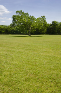 Oak Tree in green grassy field. Peapack, New Jersey, USA.
