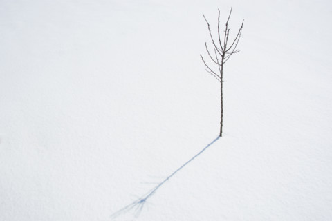 Crabapple tree sapling in winter. Nashville, Tennessee, USA.