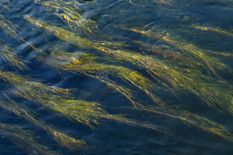 Water plants in Silver Creek. Bellevue, Idaho, USA.