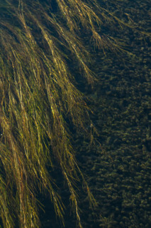Water plants in Silver Creek. Bellevue, Idaho, USA.