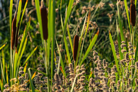 Close-up of cattails growing in marsh in Silver Creek Preserve. Bellevue, Idaho, USA.