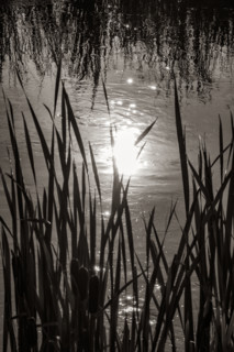 Cattails growing in marsh in Silver Creek Preserve, black and white. Bellevue, Idaho, USA.