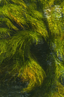 Water plants in Silver Creek. Bellevue, Idaho, USA.