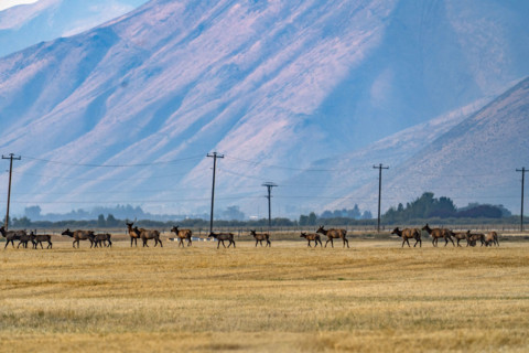 Herd of elk crosses pasture in Silver Creek Preserve. Bellevue, Idaho, USA.
