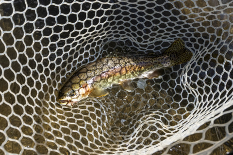 Wild trout in net before being released. , Wyoming, USA.