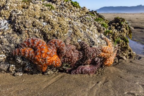 Sea stars on rocks at low tide. , Oregon, USA.