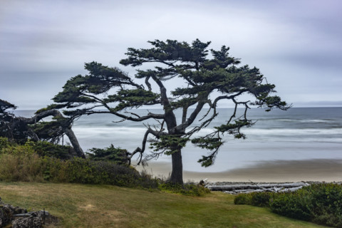 Tree on empty beach on cloudy day. , Oregon, USA.