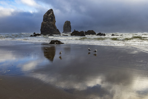Sea birds with coastal rocks on cloudy day. , Oregon, USA.