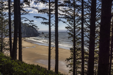 View of empty beach through coastal forest. , Oregon, USA.