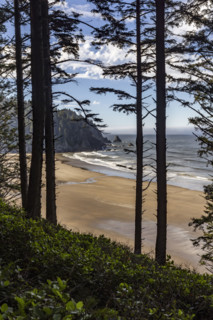 View of empty beach through coastal forest. , Oregon, USA.