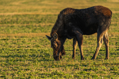 Cow Moose grazing in pasture at sunset. Bellevue, Idaho, USA.