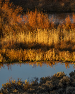 Marsh vegetation reflected in water at sunset. Bellevue, Idaho, USA.