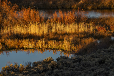 Marsh vegetation reflected in water at sunset. Bellevue, Idaho, USA.
