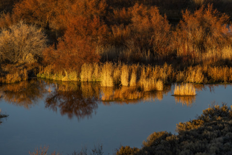 Marsh vegetation reflected in water at sunset. Bellevue, Idaho, USA.